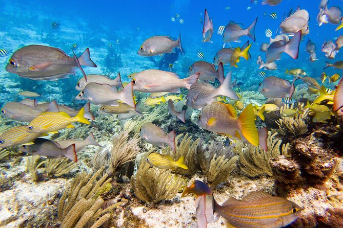 Open Water Certification Course-PADI - PADI Open Water in Isla Mujeres: what you’re really buying