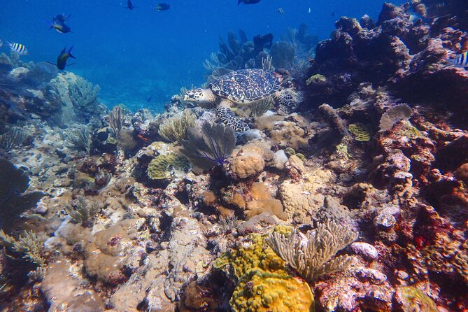 Open Water Certification Course-PADI - Instructors and team vibe: why names like Danny, Nina, Pedro, and Sebastian keep coming up