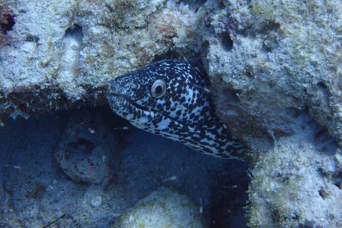 Open Water Certification Course-PADI - Price and value: is $520 actually fair for what you get?