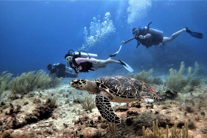 Open Water Diver course PADI in Cancun - Knowledge development: theory that sets you up for success