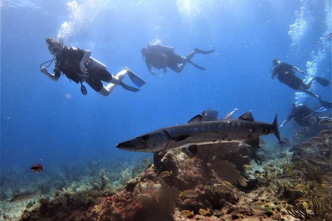 Open Water Diver course PADI in Cancun - Stop 2: Blue Dive and what four ocean underwater sessions mean