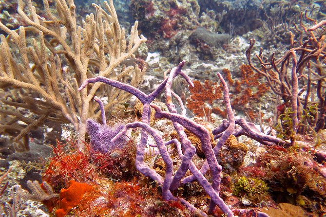 Open Water Diver course PADI in Cancun - Gear and materials: you handle skills, not headaches