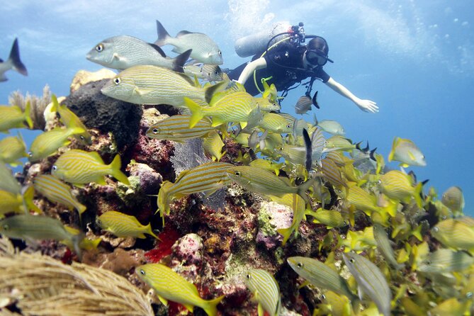 PADI Open Water Diver Course - Course logistics that affect the quality of your days
