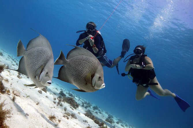 PADI Open Water Diver Course - Price and value: is $560 a smart deal for Open Water?