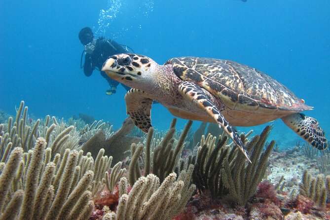 PADI Open Water Diving Certification Course Activity - PADI Open Water in Cancun: what this course actually gives you
