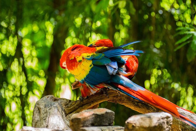 Park Xcaret Plus with Transportation from Cancun and Riviera Maya - Animals, cenotes, and natural pools: how to plan your water time