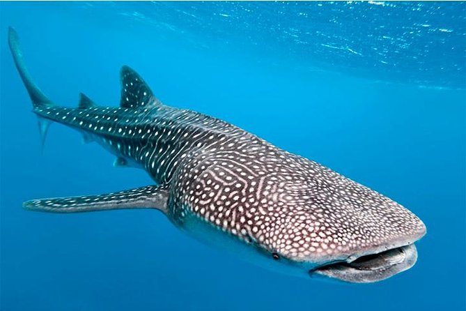 Private and Shared Whale Shark Tour from Tulum - The 6am start that sets the tone for your whale shark day
