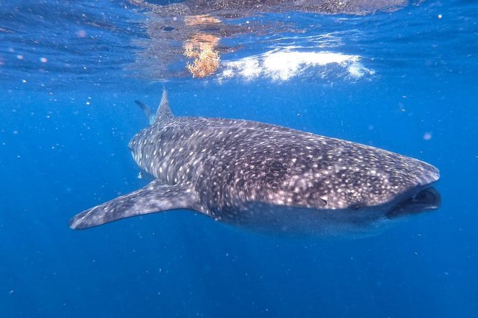 Private and Shared Whale Shark Tour from Tulum - Price and value: what $255 covers and what extra costs can pop up