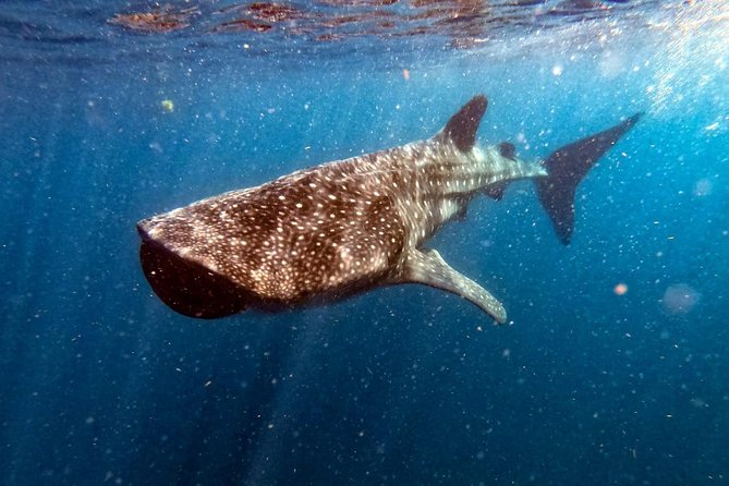 Private and Shared Whale Shark Tour from Tulum - Small group + supervision: how you get close without touching