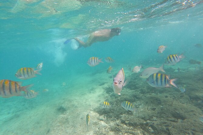Private MUSA Snorkeling Experience at Isla Mujeres and Cancun - Snorkeling at Your Pace on a Small, Shaded Boat