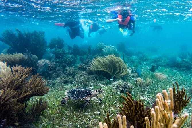 Private (only you) Reef Snorkeling in Puerto Morelos 2x40 minutes - Getting to the Boat: Short Ride, Simple Start