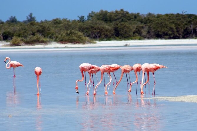 Private Rio Lagartos Flamingo and pink lakes - Key Things That Make This Tour a Strong Pick
