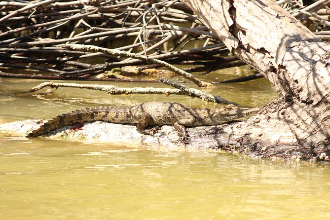 Private Rio Lagartos Flamingo and pink lakes - Rio Lagartos From Tulum or Playa del Carmen: The Logistics That Save Your Day