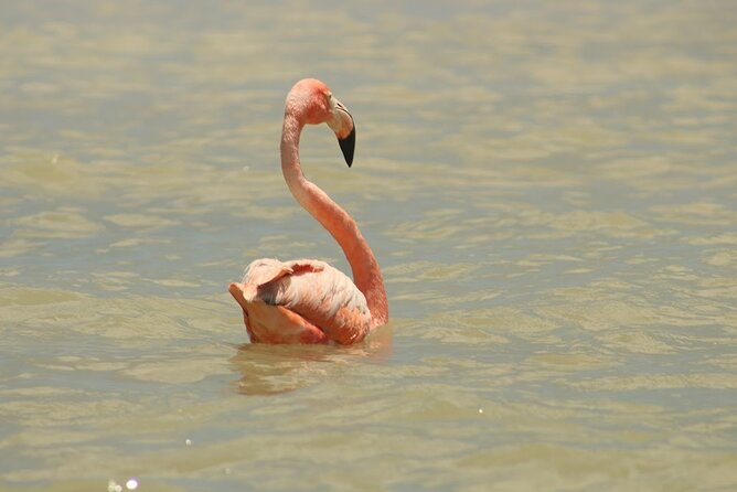 Private Rio Lagartos Flamingo and pink lakes - Flamingo Chances and Pink Lakes: What You Should Pay Attention To