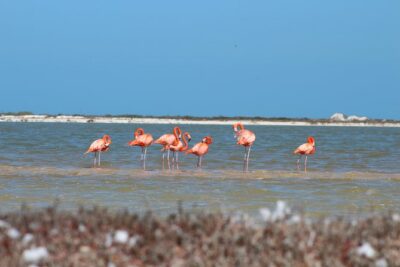 Private Rio Lagartos Flamingo and pink lakes - Reserva de la Biosfera Ría Lagartos Boat Time: Where the Day Gets Interesting