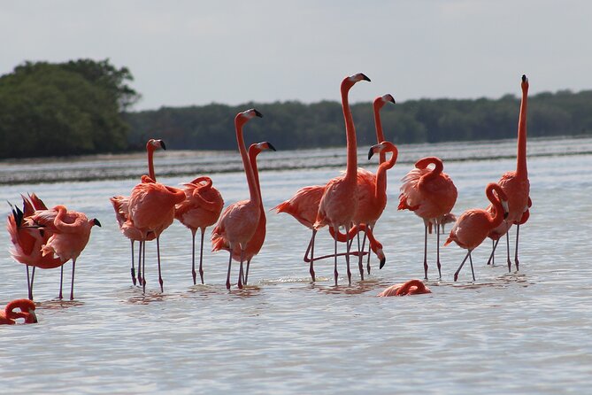 Private Rio Lagartos Flamingo and pink lakes - Price and Value: Why This Private Day Can Be Worth It