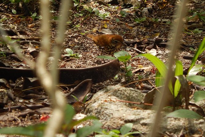 Private Tour: Birdwatching from Cancun - Into the Mayan Jungle Edge: Where the Species Count Jumps