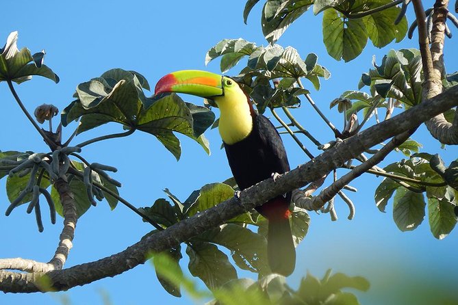 Private Tour: Birdwatching from Cancun - How Stops Feel in Real Life: Short Walks, Lots of Waiting