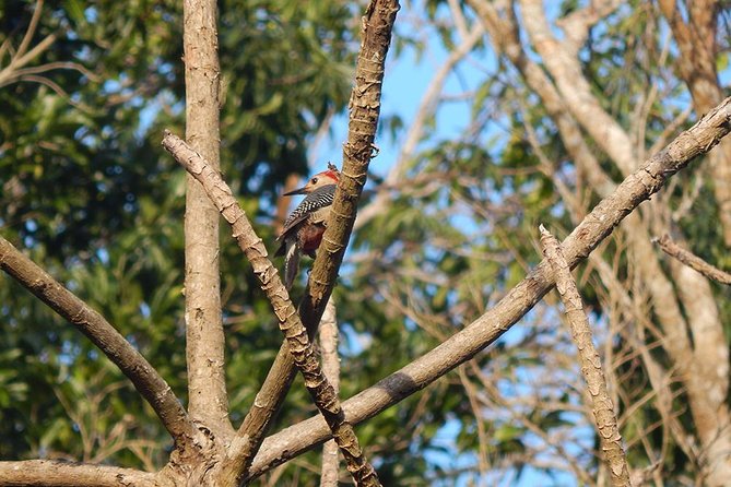 Private Tour: Birdwatching from Cancun - Binoculars, Shoes, and a Sensible Packing List