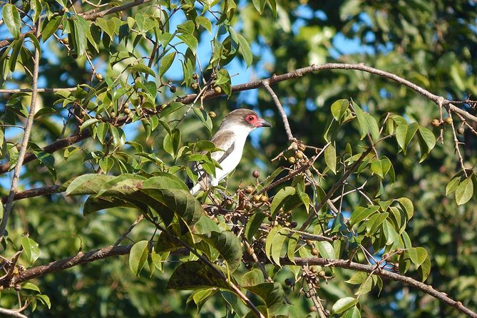 Private Tour: Birdwatching from Cancun - Best for Who: Beginners, Life-List Hunters, and Families