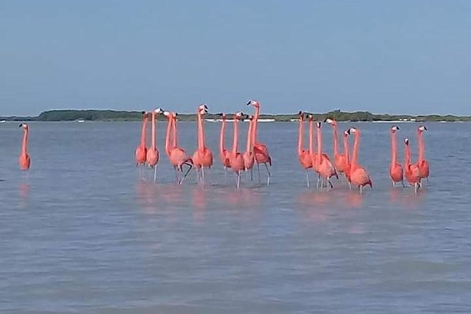 Private Tour: Pink Flamingos, Maya Temples and Ek Balam - Ek Balam temple time: climb, look around, and take it in