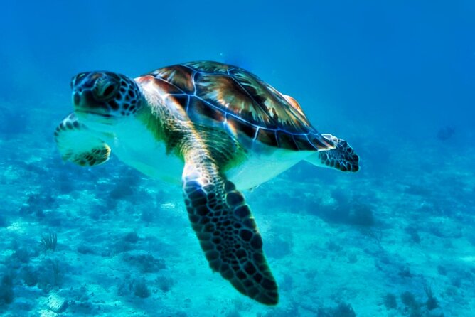 Private Tulum Mayan Ruins & Swimming with Turtles Experience - Should you book this private Akumal turtles and Tulum ruins day?