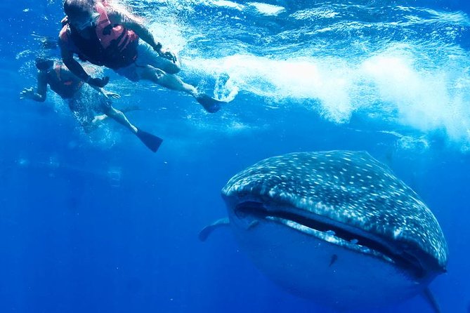 Private Whale shark Ecofriendly tour from Cancun - Private Whale Shark Snorkeling From Cancun: What Makes It Different