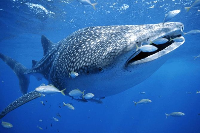 Private Whale shark Ecofriendly tour from Cancun - Marina Hacienda del Mar Briefing: Setting You Up for Whale Shark Encounters