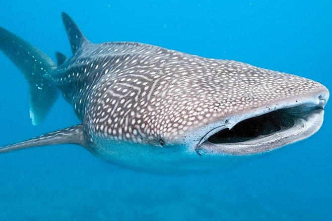Private Whale shark Ecofriendly tour from Cancun - The Boat Search and Whale Shark Snorkel Windows in the Caribbean Sea