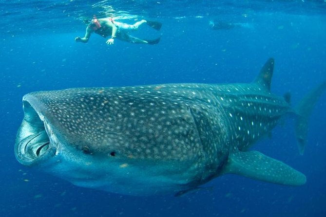 Private Whale shark Ecofriendly tour from Cancun - Lunch Timing and Reef Snorkel: What Happens After the Main Moment