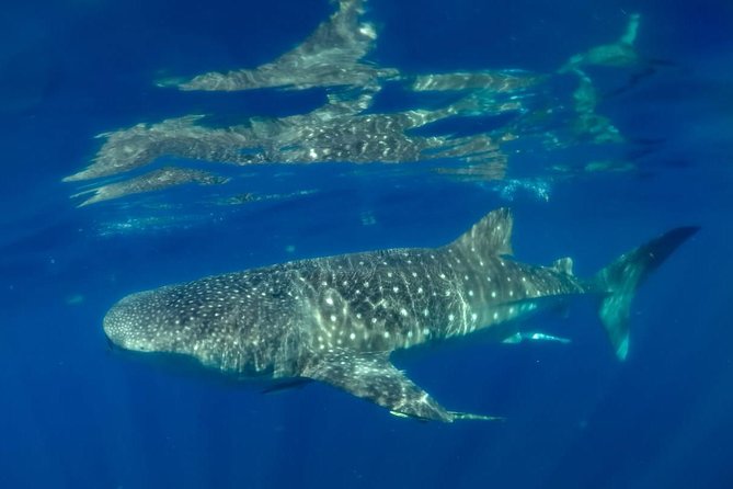 Private Whale shark Ecofriendly tour from Cancun - Eco-Friendly Touches and Hygiene Rules You’ll Actually Notice Onboard