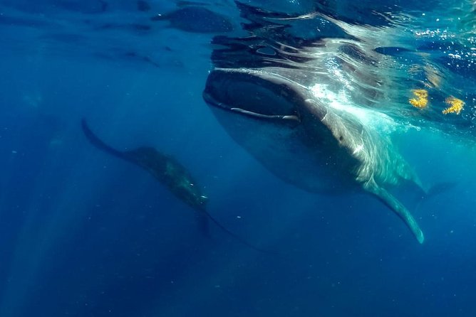 Private Whale shark Ecofriendly tour from Cancun - Gear, Fit, and What Moderate Physical Fitness Really Means