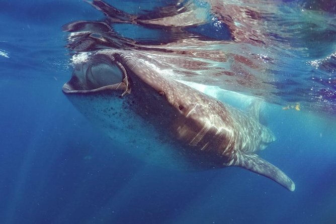 Private Whale shark Ecofriendly tour from Cancun - Price and Value: Is $895 Per Person Worth It?