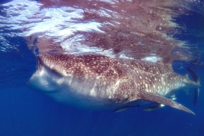 Private Whale shark Ecofriendly tour from Cancun - Timing and Transportation: Early Pickup, Hotel Zone Convenience