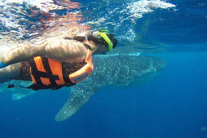 Private Whale Shark Tour from Cancun - The real value: a private boat in a protected whale shark area