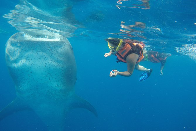 Private Whale Shark Tour from Cancun - Getting set up: included snorkel gear (and the wetsuit note)