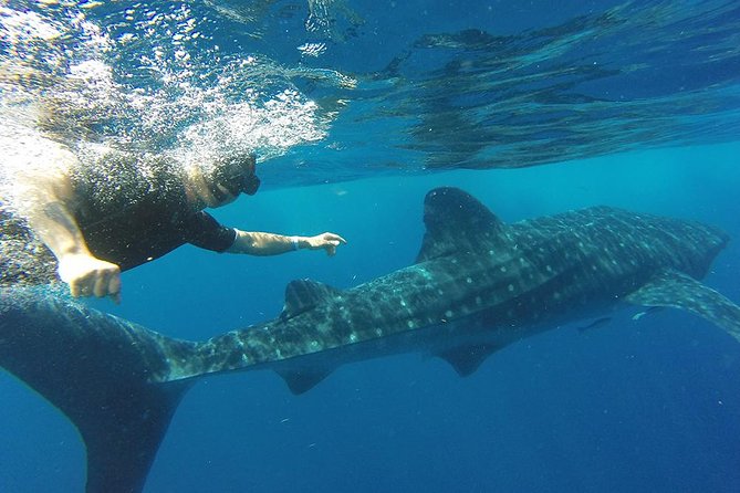 Private Whale Shark Tour from Cancun - Your guide and captain: what good marine coaching looks like