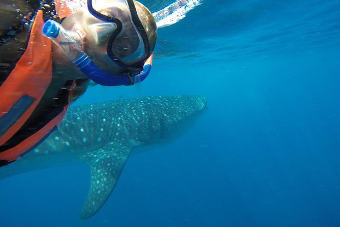 Private Whale Shark Tour from Cancun - Heading out: snacks, drinks, and a calmer pace on the water