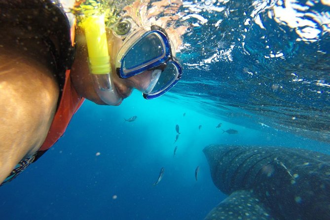 Private Whale Shark Tour from Cancun - Snorkeling with whale sharks: how to get the best encounter