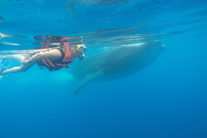 Private Whale Shark Tour from Cancun - Isla Mujeres lunch: where the day turns from activity into a real break