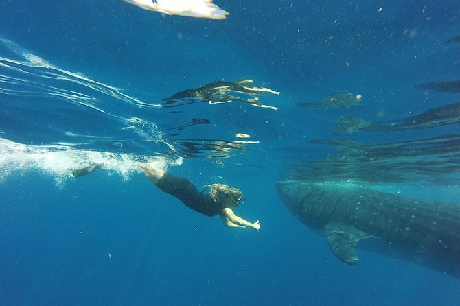 Private Whale Shark Tour from Cancun - Return and drop-off: back to your hotel