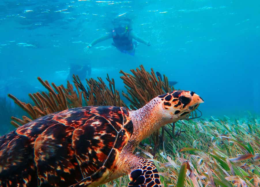 Puerto Morelos: National Reef Park Snorkeling & Beach Lunch - Puerto Morelos Snorkeling: Close to Cancun, Real Reef Time