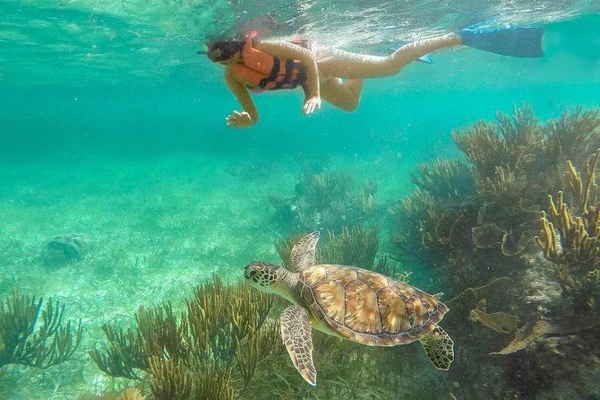 Puerto Morelos Reef Snorkeling Tour with Lunch & Hotel Pickup - Price and the extra fees: what you should really budget