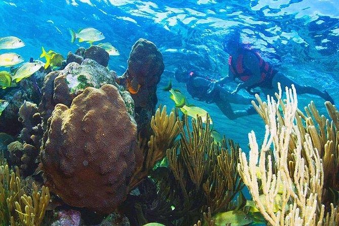 Puerto Morelos Reef Snorkeling Tour with Lunch & Hotel Pickup - Who should book this Puerto Morelos reef tour