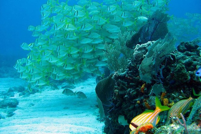 Puerto Morelos Reef Snorkeling Tour with Lunch - Hotel pickup and the 8:00 a.m. timing you can plan around