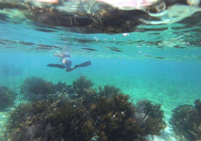 Puerto Morelos: Snorkel in Coral Reef with transportation - Who Should Book This Puerto Morelos Reef Tour?