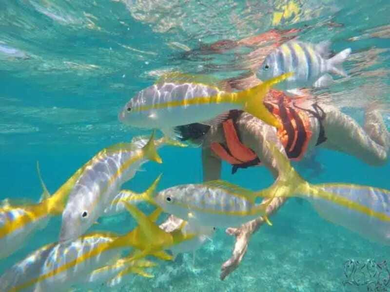 Puerto Morelos: Snorkeling at The National Reef Park - Who should book this snorkeling tour in Puerto Morelos