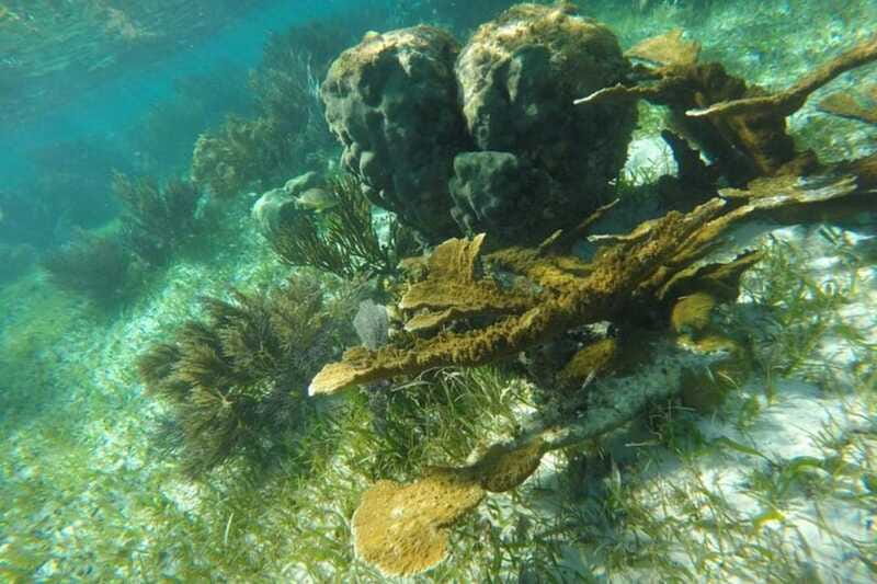 Puerto Morelos: Snorkeling Guided Activity - How the guide makes a difference (and how language can affect you)