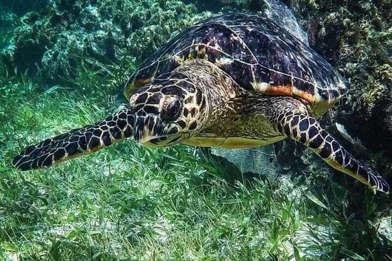 Puerto Morelos: Snorkeling Guided Activity - Equipment and comfort: what’s included, what you must bring