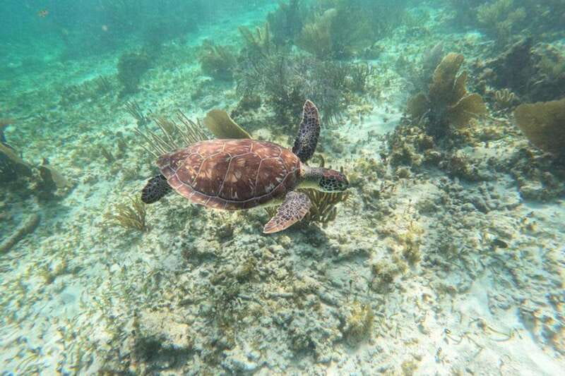 Puerto Morelos: Snorkeling Guided Activity - The sunscreen rule: annoying, but it’s part of why the reef is still thriving
